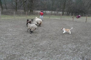 Ája at her first herding lesson